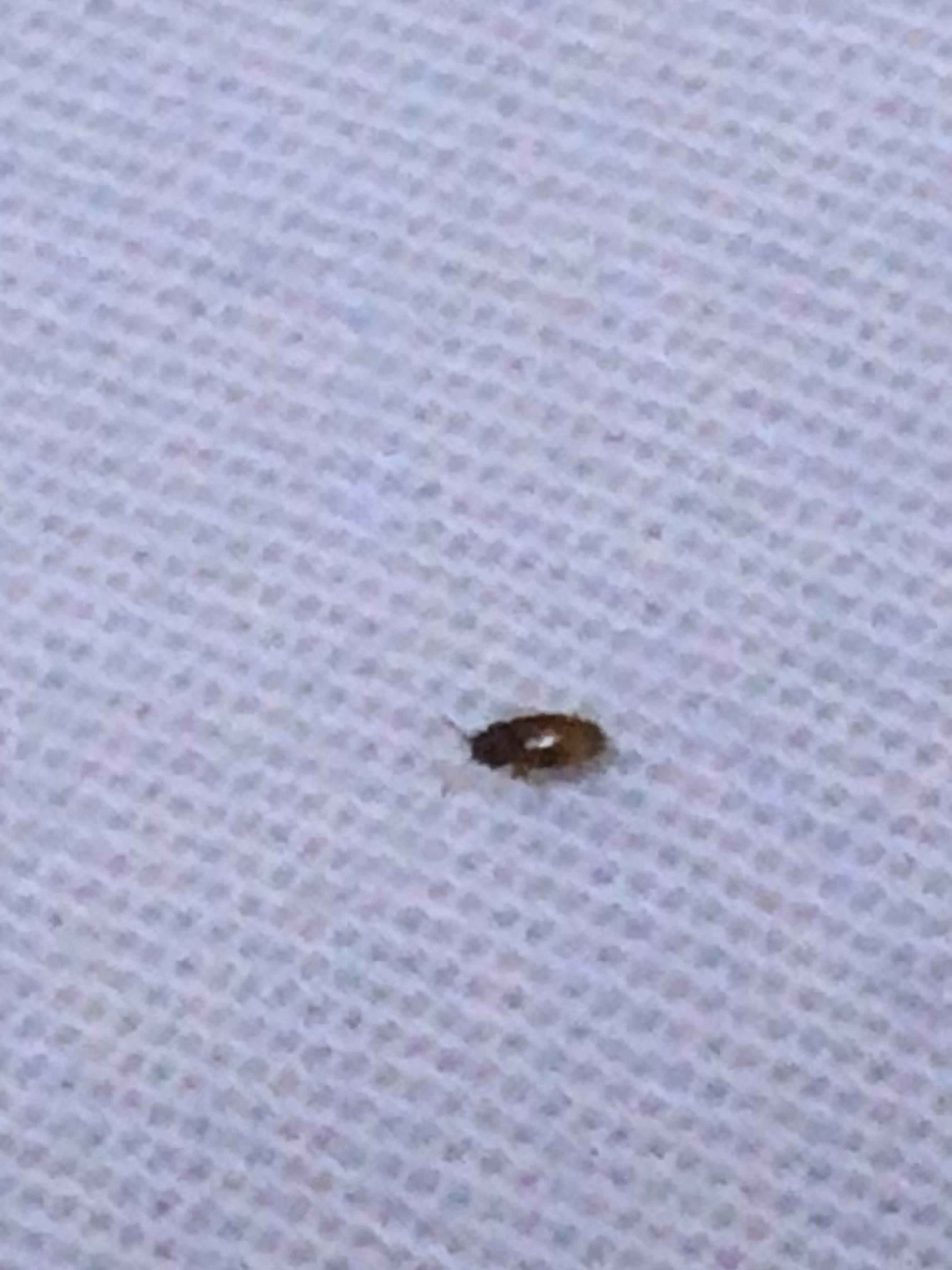 床上总能发现小虫子怎么消灭床上总能发现小虫子？手把手教你消灭它们！