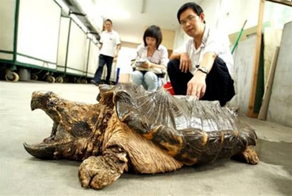 养30年鳄龟被抱走 主人恳求别杀它养宠情深，一只被带走的鳄龟与主人的情感纠葛与期盼重逢