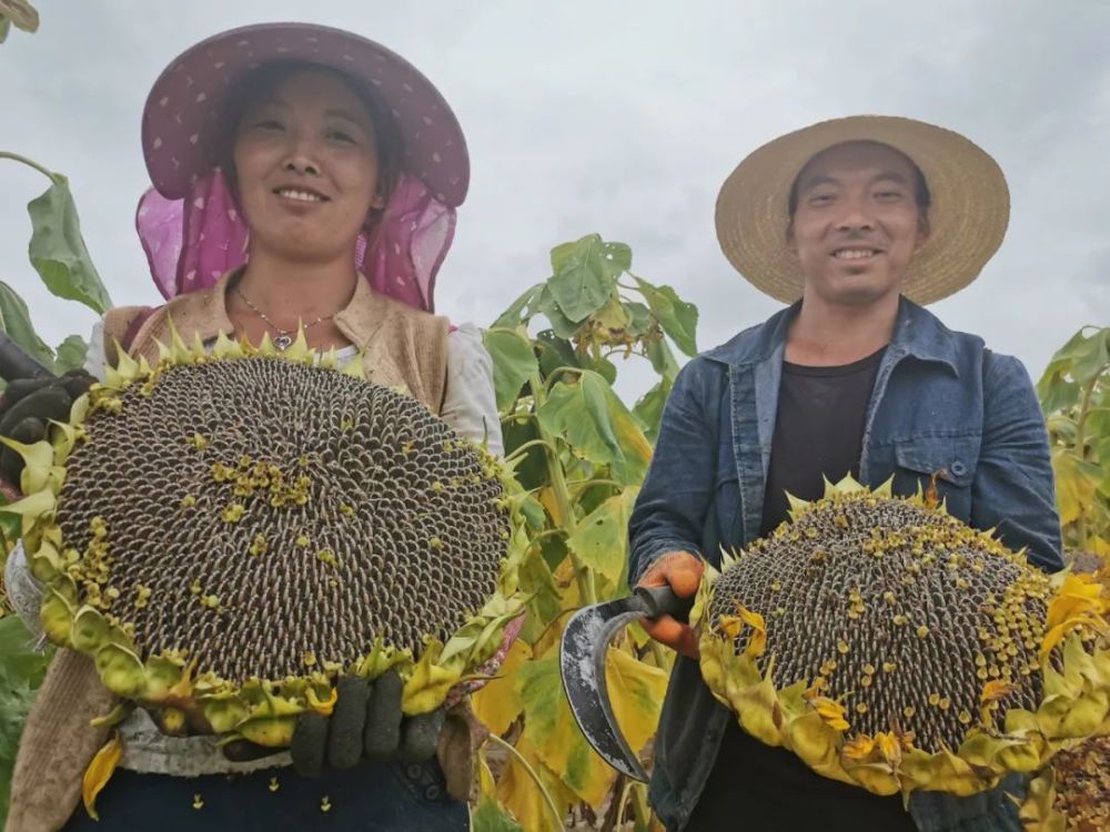 路人摘葵花后在枝头留钱 农户感动路人摘葵花后留钱在枝头，农户感动传递人间温情